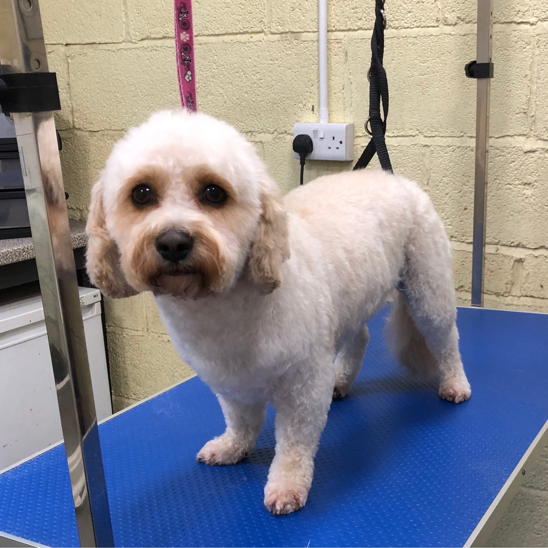 Shaved cavachon outlet
